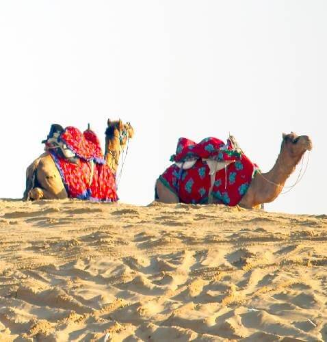 camel safari jaisalmer